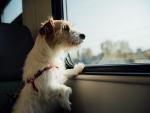 Las mascotas tambi&eacute;n deben viajar seguras en el coche.