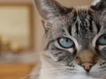 Imagen de archivo de los ojos de un gato.