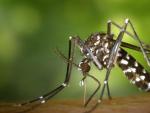 Un mosquito tigre, vector de numerosas enfermedades.