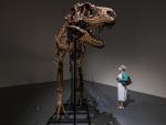 Una persona mira el esqueleto completo del dinosaurio Gorgosaurus que ser&aacute; subastado en Nueva York por Sotheby's.