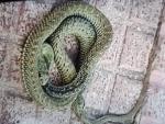La serpiente de la especie bastarda capturada por la Polic&iacute;a Local