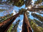 Parque Nacional de Redwoods