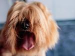 Un perro de pelo largo en una foto de archivo.