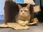 Un gato en una caja.