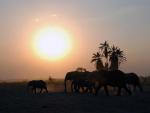 Elefantes en el Parque Nacional de Amboseli (Kenya).