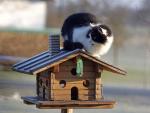 Un gato dom&eacute;stico sobre una caja nido para aves.
