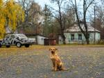 Un perro juvenil y callejero en la ciudad de Chern&oacute;bil.