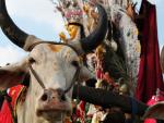 Una vaca durante el Durg&aacute; Puy&aacute;, festival hindu&iacute;sta de la India