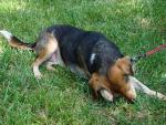 Un beagle rasc&aacute;ndose el ojo sobre la hierba.