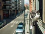 Un gato caminando peligrosamente por la ventana de un edificio.