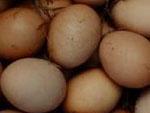 Gran Breta&ntilde;a pide que se proh&iacute;ba la exportaci&oacute;n de huevos espa&ntilde;oles. (Viarural)