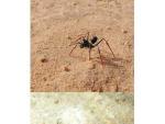 Una hormiga zancuda -arriba- y una mutilada -abajo (Foto: Sciencie).