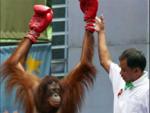 Los orangutanes boxeadores recuperan su libertad. (BBC)