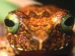 Una nueva especie de rana, llamada polypedates chlorophthalmus, tambi&eacute;n descubierta en las selvas de Borneo.
