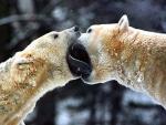 Especie en peligro. Dos osos polares juegan en un zoo de Berl&iacute;n, en una foto de archivo. El gobierno de EEUU ha propuesto que se incluyan a los osos polares en la lista de especies en peligro de extinci&oacute;n, ya que el calentamiento global derrite el hielo del &Aacute;rtico, vital para su supervivencia.