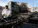 Un operario retira petroleo los equipos de limpieza que participan en Algeciras.