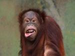 El orangut&aacute;n est&aacute; en peligro, sus dos reservas en el planeta amenazan a la especie con la deforestaci&oacute;n.