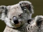 Amor de madre. Un koala protege a su cr&iacute;a en el centro 'WildlifeWorld', cerca de la ciudad australiana de Sydney.