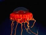 <strong>En las profundidades</strong>. Fotograf&iacute;a de una medusa abisal (<em>Atolla vanhoeffeni</em>) recogida con un veh&iacute;culo operado por control remoto, a una profundidad de 1.500 metros durante los trabajos de exploraci&oacute;n de la vida marina de un equipo conjunto filipino-norteamericano en el mar C&eacute;lebes, en Filipinas.
