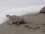 Dos tortugas bobas intentan adentrarse en el mar tras ser liberadas.