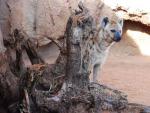 Una hiena, a la espera de alguna carro&ntilde;a que degustar en su parcela reci&eacute;n estrenada.