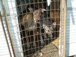Alguno de los perros rescatados, en las jaulas donde habitaban (FOTO: ANAA)