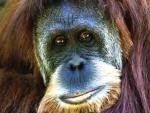 Imagen de archivo de un orangut&aacute;n de Sumatra. (WIKIPEDIA )