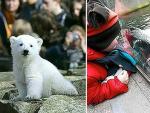 Knut, cuando era un osezno, y hace unos d&iacute;as en el zoo de Berl&iacute;n tras una mampara de cristal. (Daily Mail)