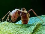 Un ejemplar de hormiga roja de fuego. (ARCHIVO)