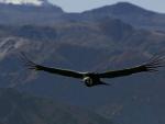 El c&oacute;ndor andino es el ave voladora m&aacute;s grande del planeta (EFE).