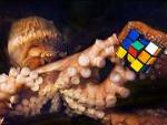 Dos pulpos con el cubo de Rubik entre sus tent&aacute;culos. (BNPS.CO.UK)