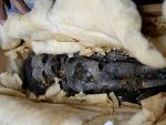 Uno de los dos fetos momificados encontrados en la tumba de Tutankam&oacute;n en 1922. (EFE)