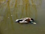 En la imagen, un pato afectado por el brote de botulismo aviar en la Laguna de Navaseca. (EFE)