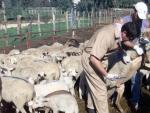 Vacunaci&oacute;n de ganado ovino contra la lengua azul. (ARCHIVO)