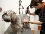 Una peluquera corta el pelo a un perro en un centro de belleza para animales en Madrid.