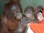 Nace en el zoo de Santillana del Mar el primer macho de Orangut&aacute;n de Sumatra nacido en Espa&ntilde;a