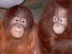 Orangutanes de Sumatra del Zoo