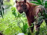 M&aacute;s de un millar de tigres han sido cazados en la &uacute;ltima d&eacute;cada.