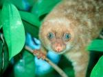 Spilocuscus moteado de ojos azules, una especie discubierta en 2004 en los bosques indonesios de Guinea. En los &uacute;ltimos diez a&ntilde;os se han encontrado m&aacute;s de 1.000 especies nuevas.