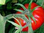 La planta del tomate posee antioxidantes de enorme capacidad.
