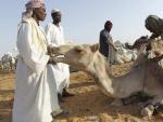 El peluquero Naim afeita el pelo al camello antes de mostrarlo para la venta en Riad, Arabia Saudi.