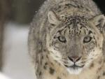Leopardo de las nieves.