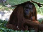 Un orangut&aacute;n se protege del sol y del calor con un cart&oacute;n en el zoo de Budapest.