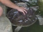 Una ni&ntilde;a acaricia una tortuga enferma que se recupera en un estanque del centro de conservaci&oacute;n Pawikan, en el oeste de Filipinas.