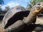 Imagen de archivo de una tortuga gigante de las islas Gal&aacute;pagos.