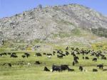 Vacas de raza avile&ntilde;a negra ib&eacute;rica por la calzada romana del Puerto del Pico (&Aacute;vila).