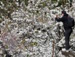 La floraci&oacute;n de los cerezos en el Valle del Ti&eacute;tar.