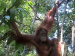 Foto tomada el 8 de abril de un orangut&aacute;n con su cr&iacute;a en el parque nacional de Gunung Leuser, en la isla indonesia de Sumatra, donde las plantaciones de palma aceitera constituyen una amenaza para la biodiversidad.