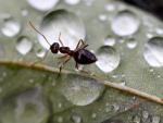 Imagen de archivo de una hormiga.