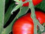 Conocidas son las muchas propiedades del tomate.